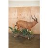 Image 7 : Life-sized BONGO on a Lush Decorative Base with Wheels