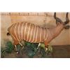 Image 8 : Life-sized BONGO on a Lush Decorative Base with Wheels