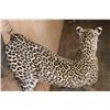 Image 10 : *TEXAS RESIDENTS ONLY* Life-sized LEOPARD on a Wall Hanging Base