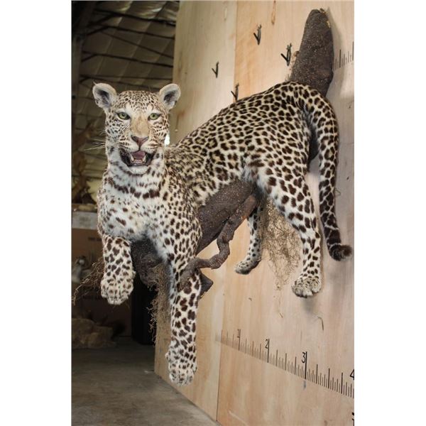 *TEXAS RESIDENTS ONLY* Life-sized LEOPARD on a Wall Hanging Base