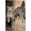 Image 1 : *TEXAS RESIDENTS ONLY* Life-sized LEOPARD on a Wall Hanging Base