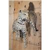 Image 3 : *TEXAS RESIDENTS ONLY* Life-sized LEOPARD on a Wall Hanging Base