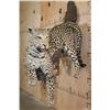 Image 4 : *TEXAS RESIDENTS ONLY* Life-sized LEOPARD on a Wall Hanging Base