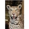 Image 5 : *TEXAS RESIDENTS ONLY* Life-sized LEOPARD on a Wall Hanging Base