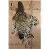 Image 6 : *TEXAS RESIDENTS ONLY* Life-sized LEOPARD on a Wall Hanging Base