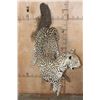 Image 7 : *TEXAS RESIDENTS ONLY* Life-sized LEOPARD on a Wall Hanging Base