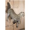 Image 8 : *TEXAS RESIDENTS ONLY* Life-sized LEOPARD on a Wall Hanging Base