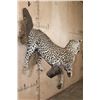 Image 9 : *TEXAS RESIDENTS ONLY* Life-sized LEOPARD on a Wall Hanging Base