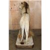 Image 10 : *TEXAS RESIDENTS ONLY* Big Life-sized AFRICAN LION on a Decorative Base with Wheels