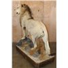 Image 11 : *TEXAS RESIDENTS ONLY* Big Life-sized AFRICAN LION on a Decorative Base with Wheels