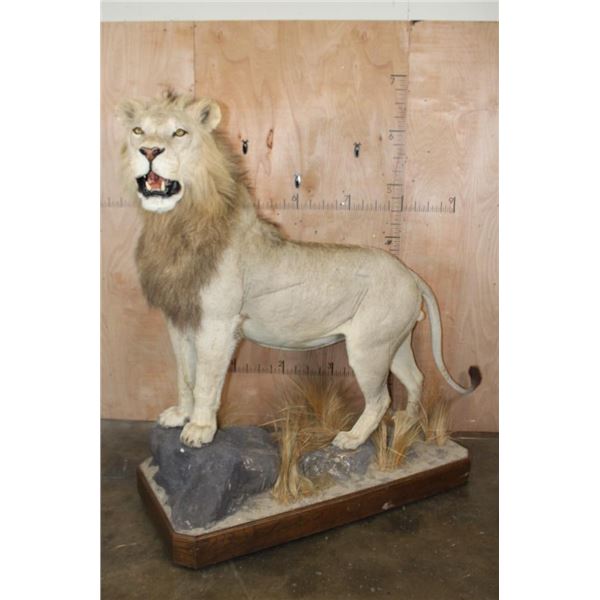 *TEXAS RESIDENTS ONLY* Big Life-sized AFRICAN LION on a Decorative Base with Wheels
