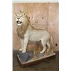 Image 1 : *TEXAS RESIDENTS ONLY* Big Life-sized AFRICAN LION on a Decorative Base with Wheels