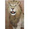 Image 3 : *TEXAS RESIDENTS ONLY* Big Life-sized AFRICAN LION on a Decorative Base with Wheels