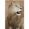 Image 5 : *TEXAS RESIDENTS ONLY* Big Life-sized AFRICAN LION on a Decorative Base with Wheels