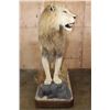 Image 6 : *TEXAS RESIDENTS ONLY* Big Life-sized AFRICAN LION on a Decorative Base with Wheels