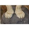 Image 8 : *TEXAS RESIDENTS ONLY* Big Life-sized AFRICAN LION on a Decorative Base with Wheels