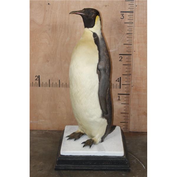 *TEXAS RESIDENTS ONLY* *Very Rarely Seen* EMPEROR PENGUIN on a Stone and Wood Base