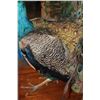 Image 12 : Life-sized Strutting PEACOCK on a Wood Base