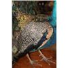 Image 13 : Life-sized Strutting PEACOCK on a Wood Base
