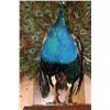 Image 14 : Life-sized Strutting PEACOCK on a Wood Base