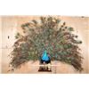 Image 15 : Life-sized Strutting PEACOCK on a Wood Base