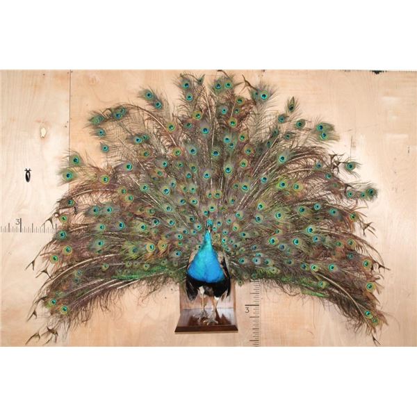 Life-sized Strutting PEACOCK on a Wood Base