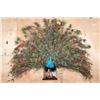 Image 1 : Life-sized Strutting PEACOCK on a Wood Base