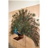Image 2 : Life-sized Strutting PEACOCK on a Wood Base