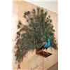 Image 3 : Life-sized Strutting PEACOCK on a Wood Base