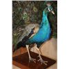 Image 4 : Life-sized Strutting PEACOCK on a Wood Base
