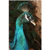 Image 5 : Life-sized Strutting PEACOCK on a Wood Base