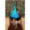 Image 6 : Life-sized Strutting PEACOCK on a Wood Base