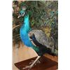 Image 7 : Life-sized Strutting PEACOCK on a Wood Base