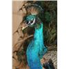 Image 8 : Life-sized Strutting PEACOCK on a Wood Base