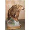 Image 10 : Absolutely Massive Life-sized BROWN BEAR on a Decorative Wood Base with Wheels