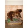 Image 11 : Absolutely Massive Life-sized BROWN BEAR on a Decorative Wood Base with Wheels