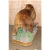 Image 12 : Absolutely Massive Life-sized BROWN BEAR on a Decorative Wood Base with Wheels