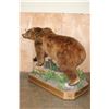 Image 13 : Absolutely Massive Life-sized BROWN BEAR on a Decorative Wood Base with Wheels