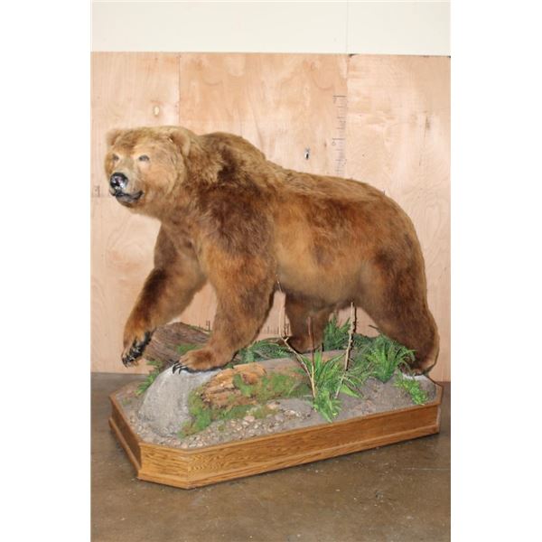 Absolutely Massive Life-sized BROWN BEAR on a Decorative Wood Base with Wheels