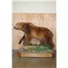 Image 3 : Absolutely Massive Life-sized BROWN BEAR on a Decorative Wood Base with Wheels