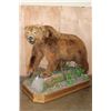 Image 4 : Absolutely Massive Life-sized BROWN BEAR on a Decorative Wood Base with Wheels