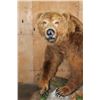 Image 5 : Absolutely Massive Life-sized BROWN BEAR on a Decorative Wood Base with Wheels