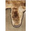 Image 4 : GRIZZLY or BROWN BEAR Rug with its Massive Head and Double Felted Backing