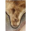 Image 6 : GRIZZLY or BROWN BEAR Rug with its Massive Head and Double Felted Backing