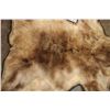 Image 8 : GRIZZLY or BROWN BEAR Rug with its Massive Head and Double Felted Backing