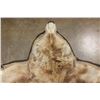 Image 9 : GRIZZLY or BROWN BEAR Rug with its Massive Head and Double Felted Backing