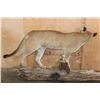 Image 10 : Big Life-sized MOUNTAIN LION on a Wall Hanging Log Base