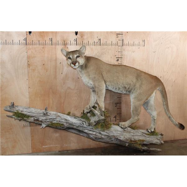 Big Life-sized MOUNTAIN LION on a Wall Hanging Log Base