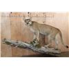 Image 1 : Big Life-sized MOUNTAIN LION on a Wall Hanging Log Base