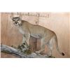 Image 2 : Big Life-sized MOUNTAIN LION on a Wall Hanging Log Base